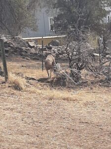 Buck Rescue Pic01