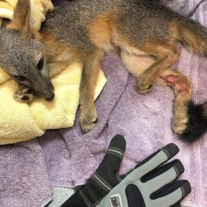 Fox Rescue Feature