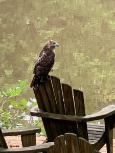 Red Tail Hawk Rescue 02