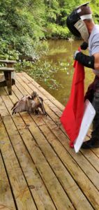 Red Tail Hawk Rescue 03