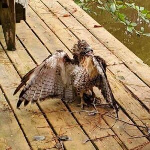 Red Tail Hawk Rescue Featured