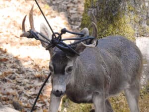 Buck Rescue Ii Pic01