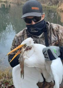 Great Egret Rescue01