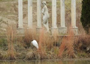 Great Egret Rescue02