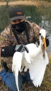 Great Egret Rescue03