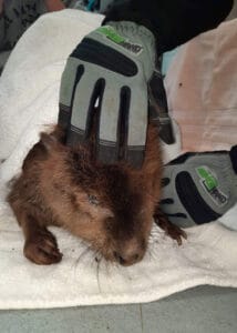 armor hand beaver rescue 01