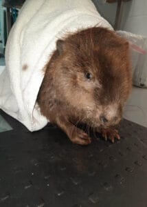 armor hand beaver rescue 02