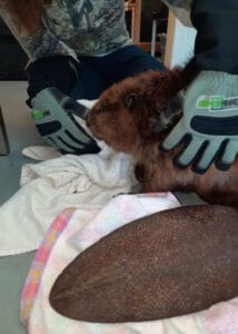 armor hand beaver rescue 03