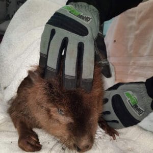 armor hand beaver rescue feature