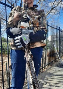 armor hand exotic pheasant rescue 01