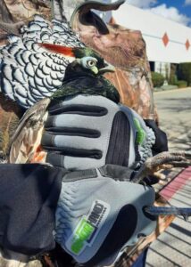 armor hand exotic pheasant rescue 02