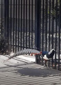 armor hand exotic pheasant rescue 04