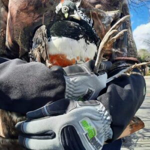 armor hand exotic pheasant rescue feature