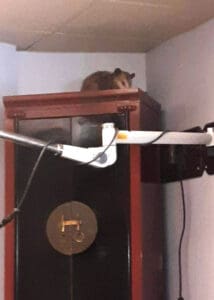 armor hand opossum rescue 01