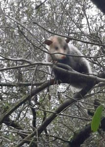 armor hand opossum rescue 05