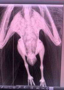 armor hand turkey vulsture rescue 02