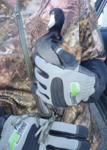 armor hand american coot rescue 01