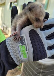 armor hand baby raccoon rescue 01