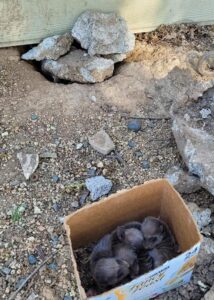 armor hand baby raccoon rescue 03