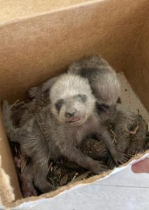 armor hand baby raccoon rescue 04