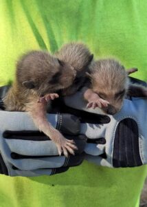 armor hand baby raccoon rescue 05
