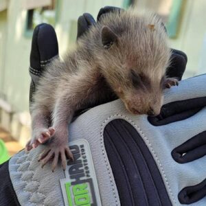 armor hand baby raccoon rescue feature