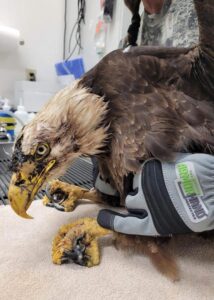 armor hand bald eagle rescue 02