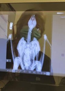 armor hand bald eagle rescue 03