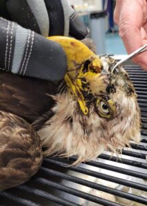 armor hand bald eagle rescue 04