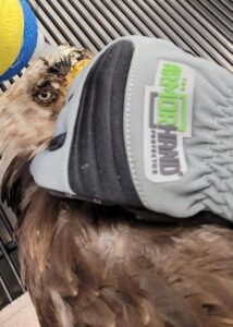 armor hand bald eagle rescue 06
