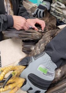 armor hand bald eagle rescue 07