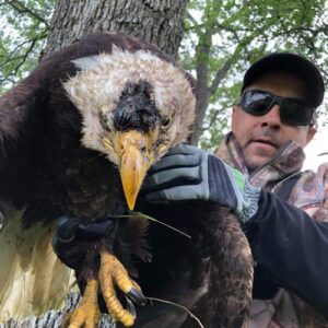 armor hand bald eagle rescue feature
