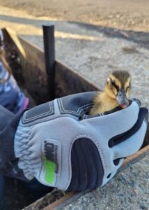 armor hand newborn ducklings rescue 01