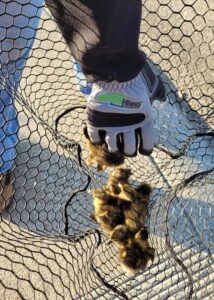 armor hand newborn ducklings rescue 02
