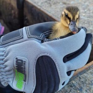 armor hand newborn ducklings rescue feature