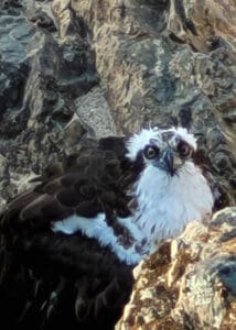 armor hand osprey rescue 02