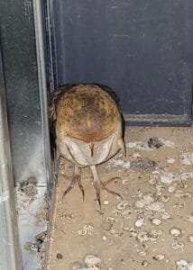 armor hand owl rescue 01