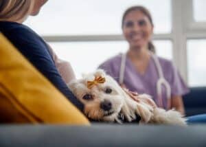 avoid pet injuries pet owner