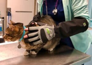 press release pets magazine feature