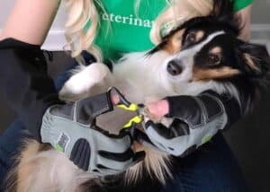 press release the pet blog lady