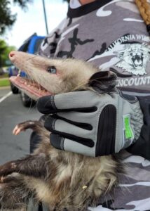armor hand opposum rescue hbc 01