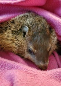 baby groundhog rescue 01