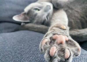 declawing feature