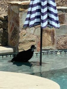 ca heat wave rescue 01