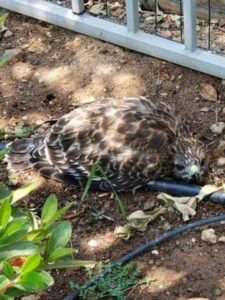 ca heat wave rescue 02