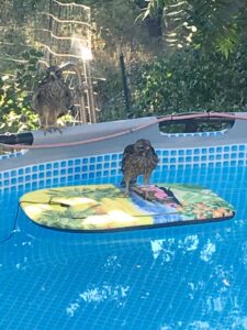 ca heat wave rescue 03