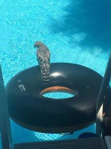 ca heat wave rescue 04