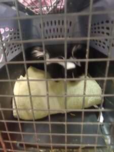 skunk family rescue 03