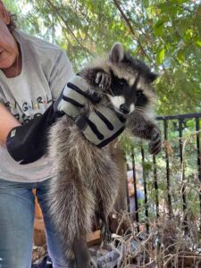 armor hand raccoon rescue 01