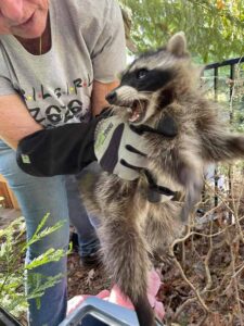 armor hand raccoon rescue 02